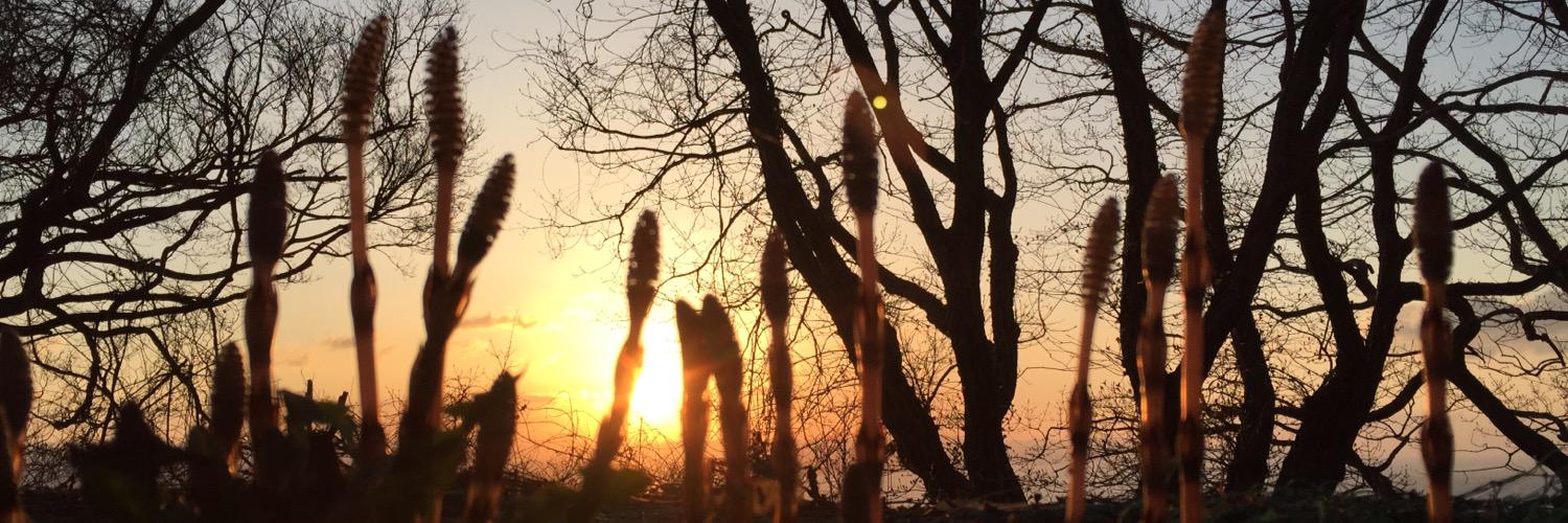 chikoe71's profile banner image