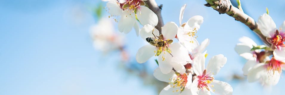 Fathia Eldine banner