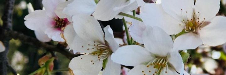 rynikart's profile banner image