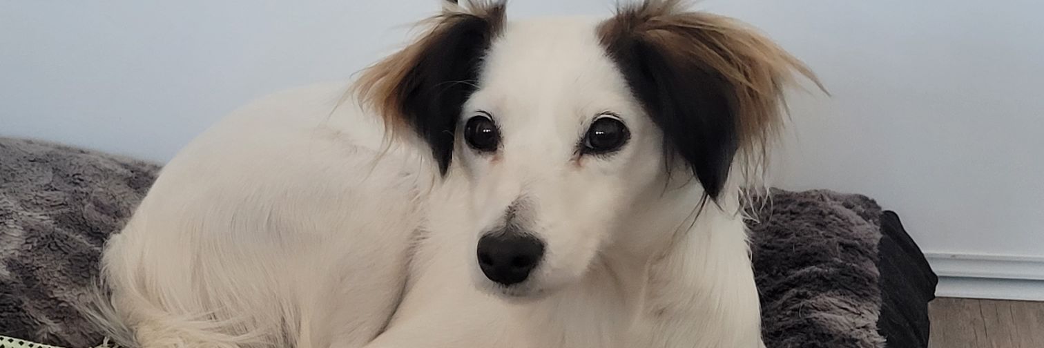 Pprdadiia's profile banner image