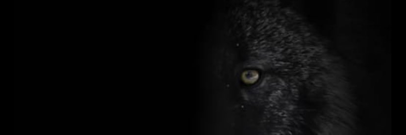 it is what it is's banner