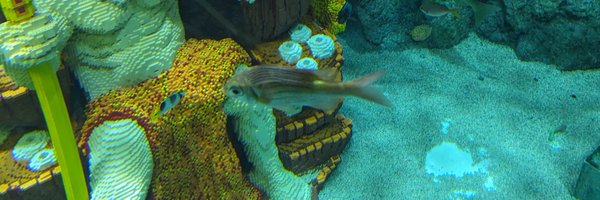 katsugdgd Profile Banner