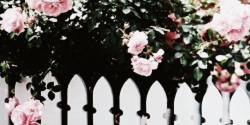 NinaDobrevHC's profile banner image