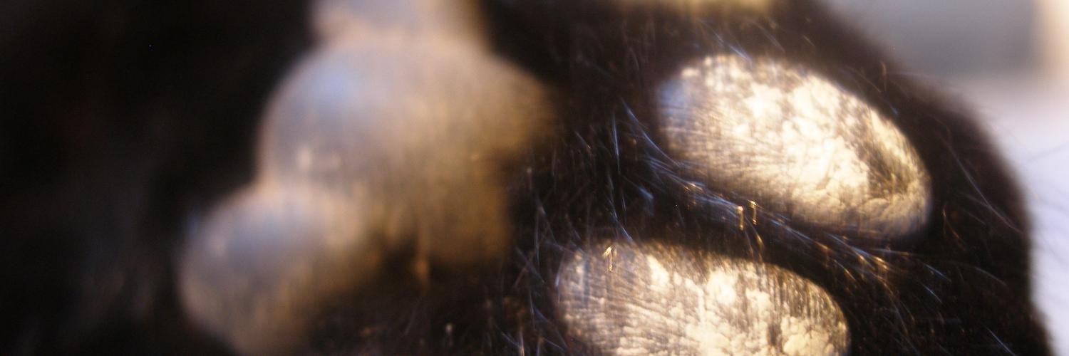 catoscope's profile banner image