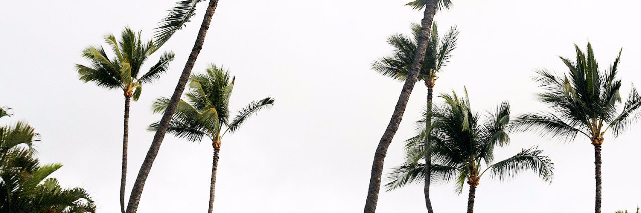 lea 🌴 banner