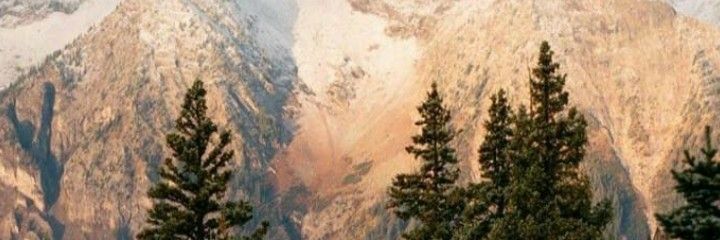 greypetals_'s profile banner image
