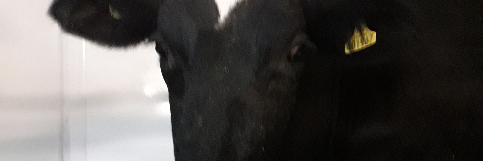grahamboyt's profile banner image