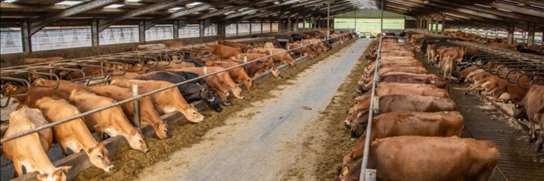 jerseycowman's profile banner image