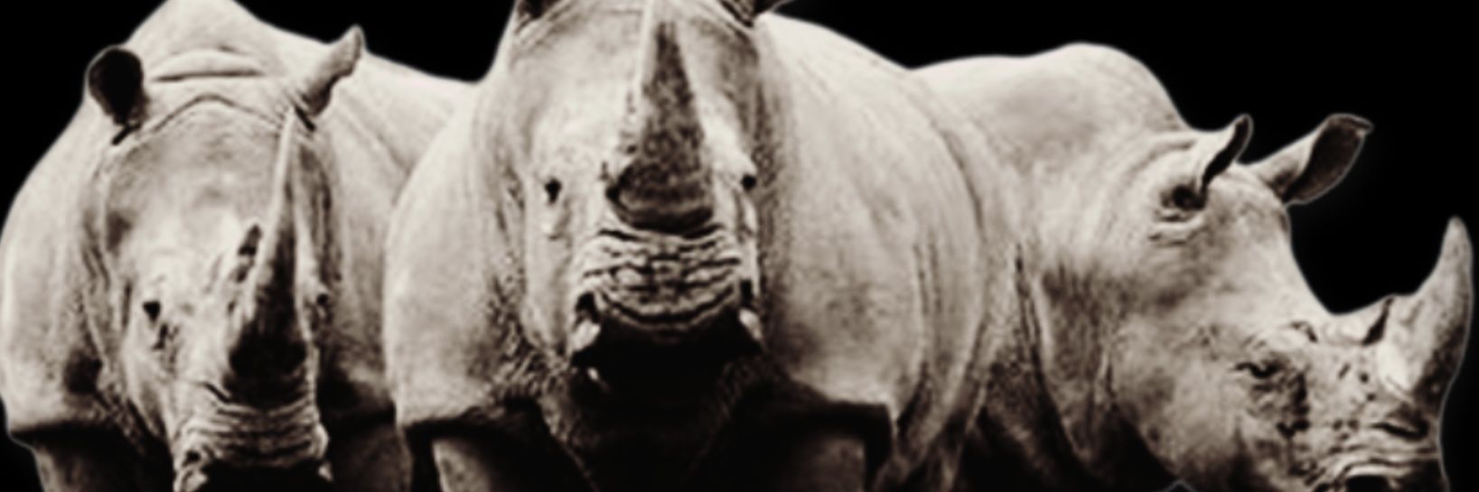 GlobalNoize's profile banner image