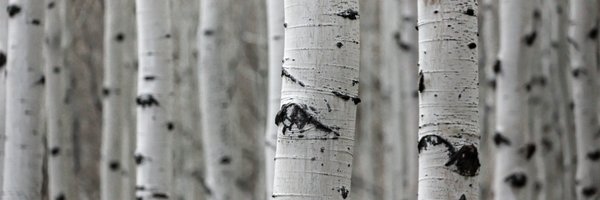 kickibvall Profile Banner