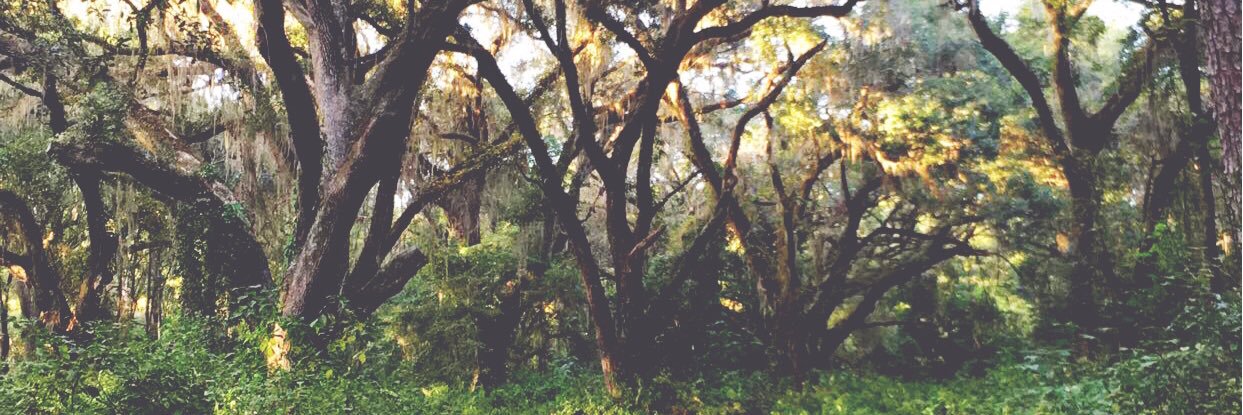 Brook (@forestdarling) / Posts / X