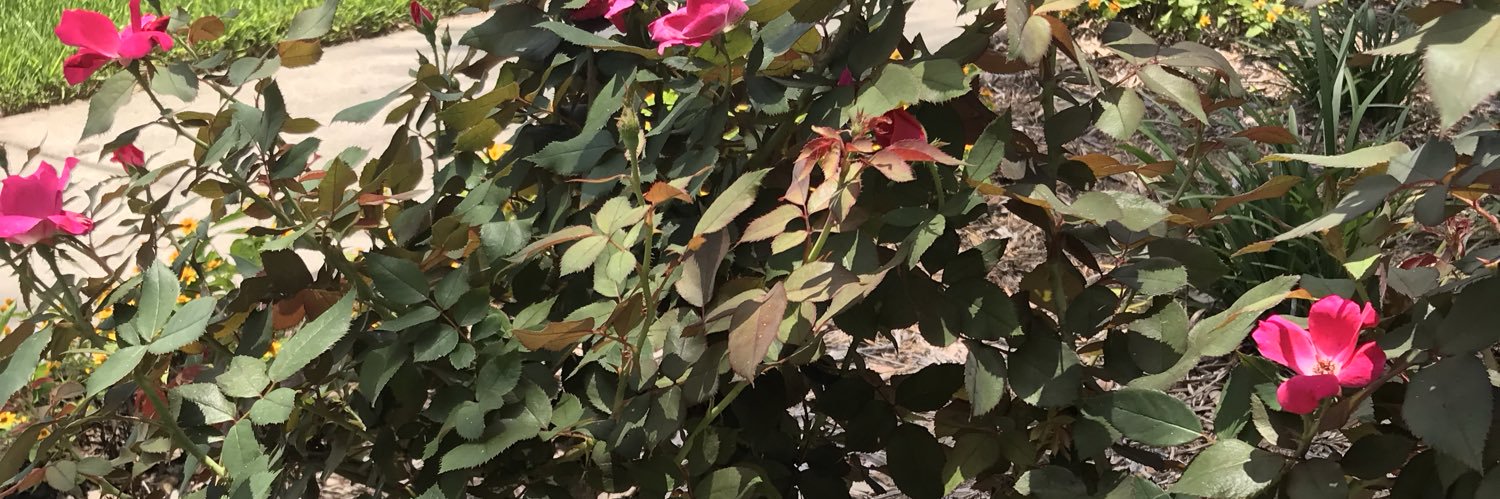 Mimi (truth seeker)🇺🇸 banner