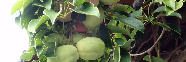 chocolatcorne Profile Banner