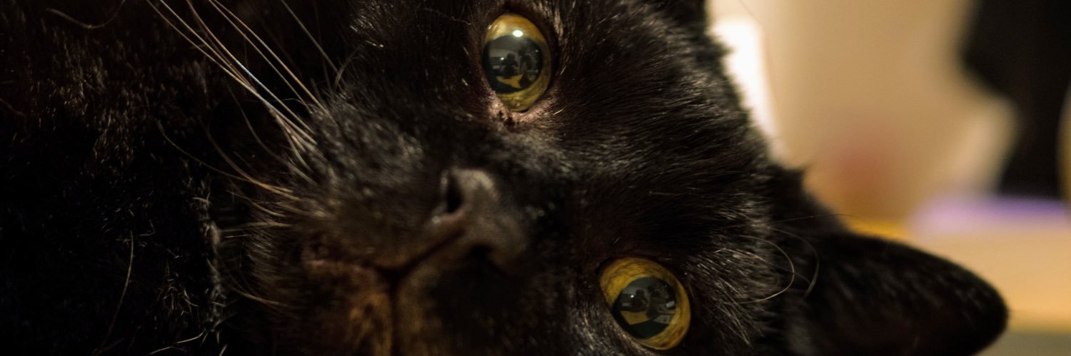 Adriano Winterton 🏳️‍🌈🐈's banner