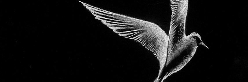 drdando0n's profile banner image
