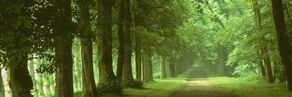 Bridget Brown banner