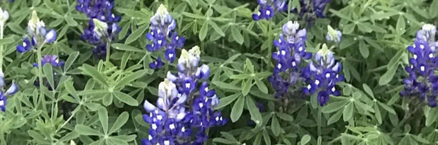 LauraT_PhD's profile banner image