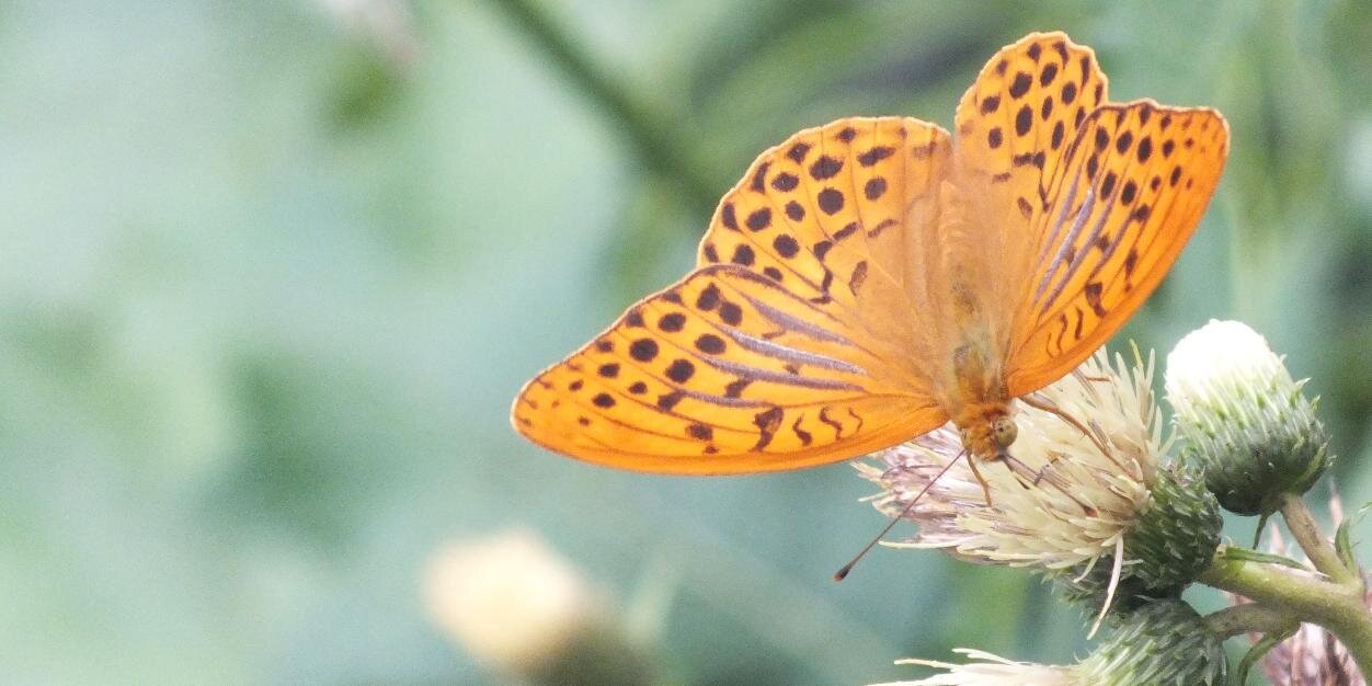 Jennifer Garrett banner