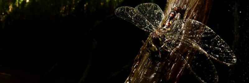 Makoto Tsunekawa banner