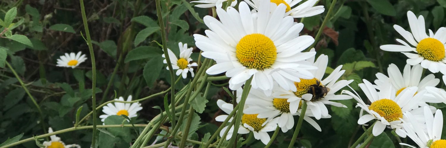 SarahJaneHaigh's profile banner image