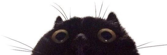 Kate22Cat's profile banner image