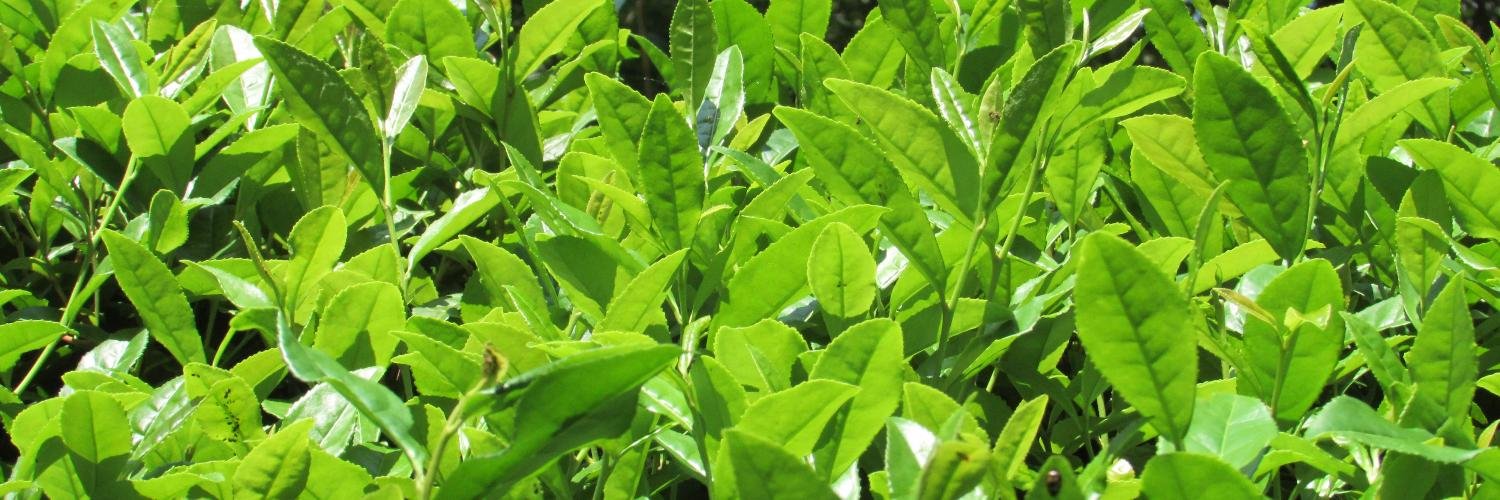 xiaoxiangtea's profile banner image