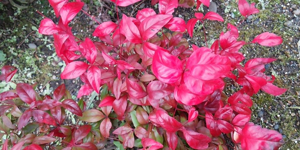 miyuci1219's profile banner image