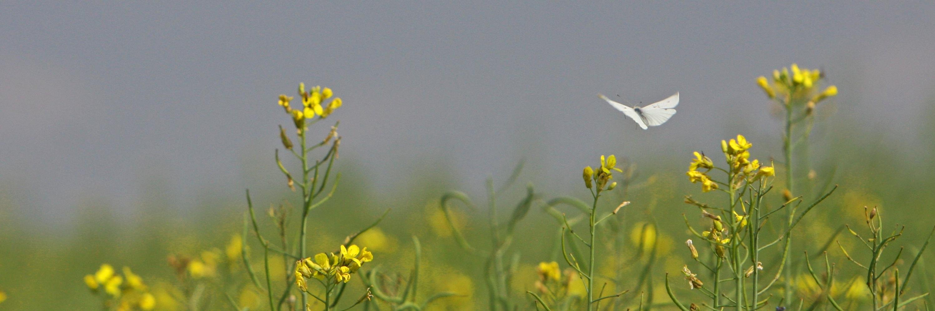 Emilie Snell-Rood banner