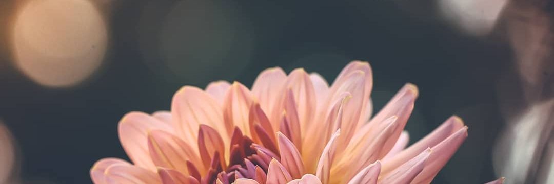 febiresi's profile banner image