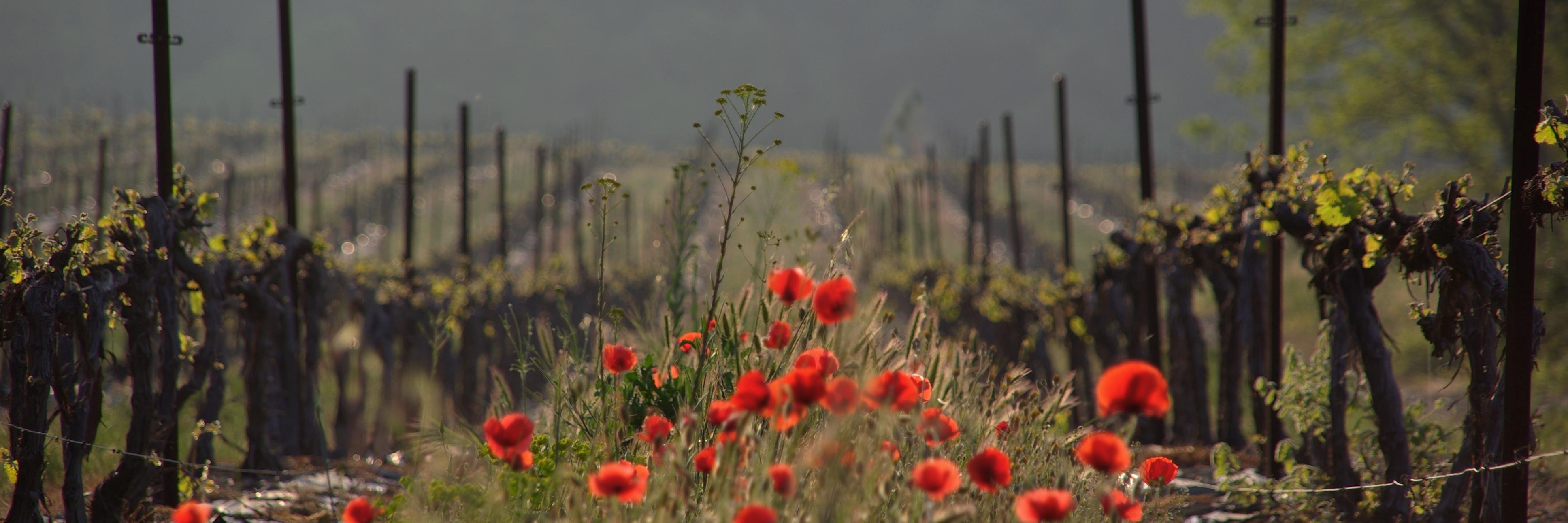 Château de Clapier banner