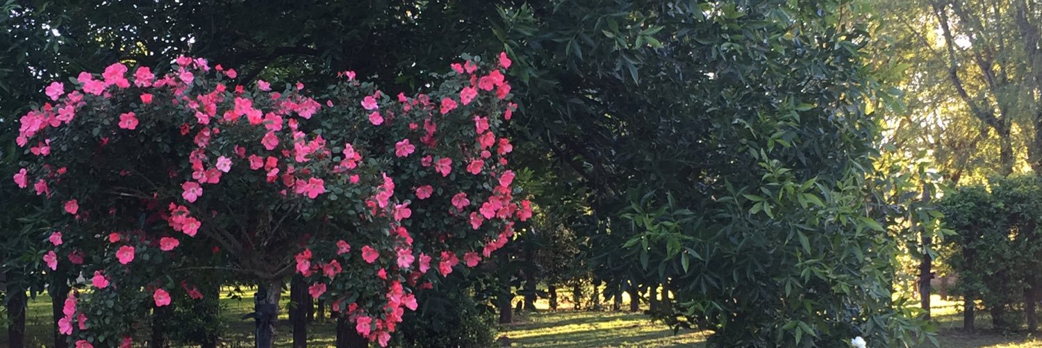 lasgamasmg's profile banner image