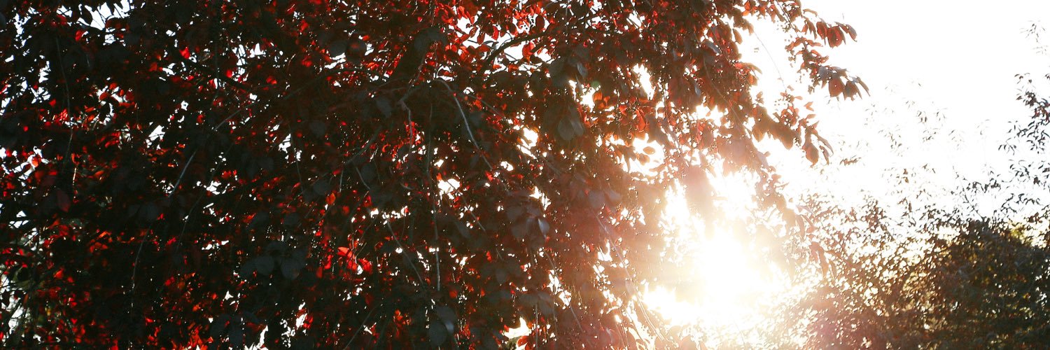 RandeeArmstrong's profile banner image