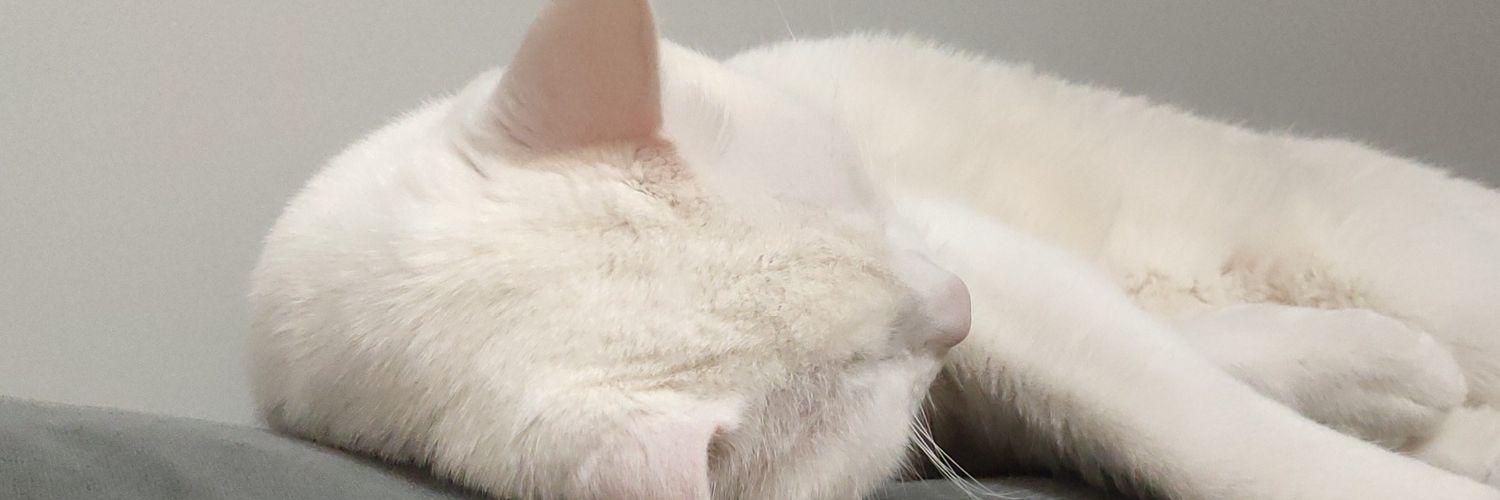 AlaybeyogluSule's profile banner image