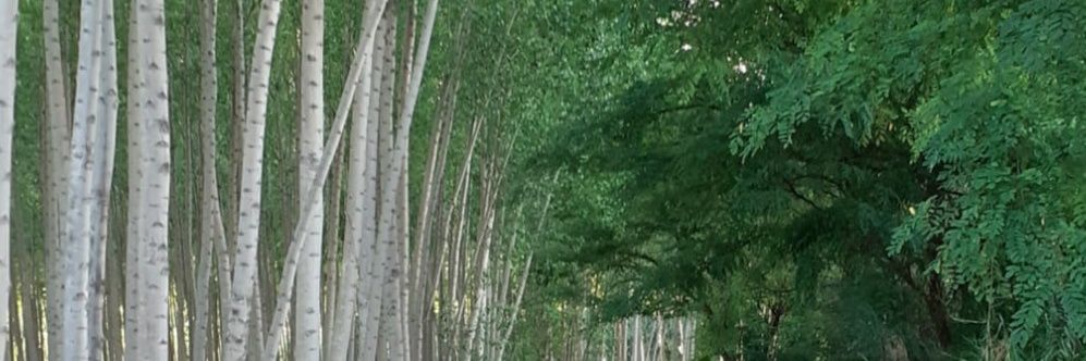 bebel_pm's profile banner image