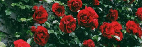 MMarsEchelon's profile banner image