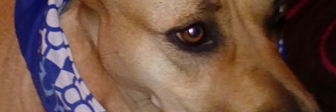 Locacolina132's profile banner image