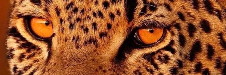 gomidesluana's profile banner image