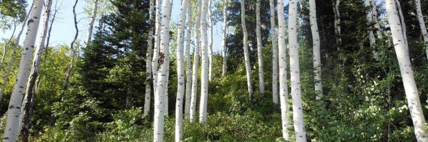 LFdimples Profile Banner