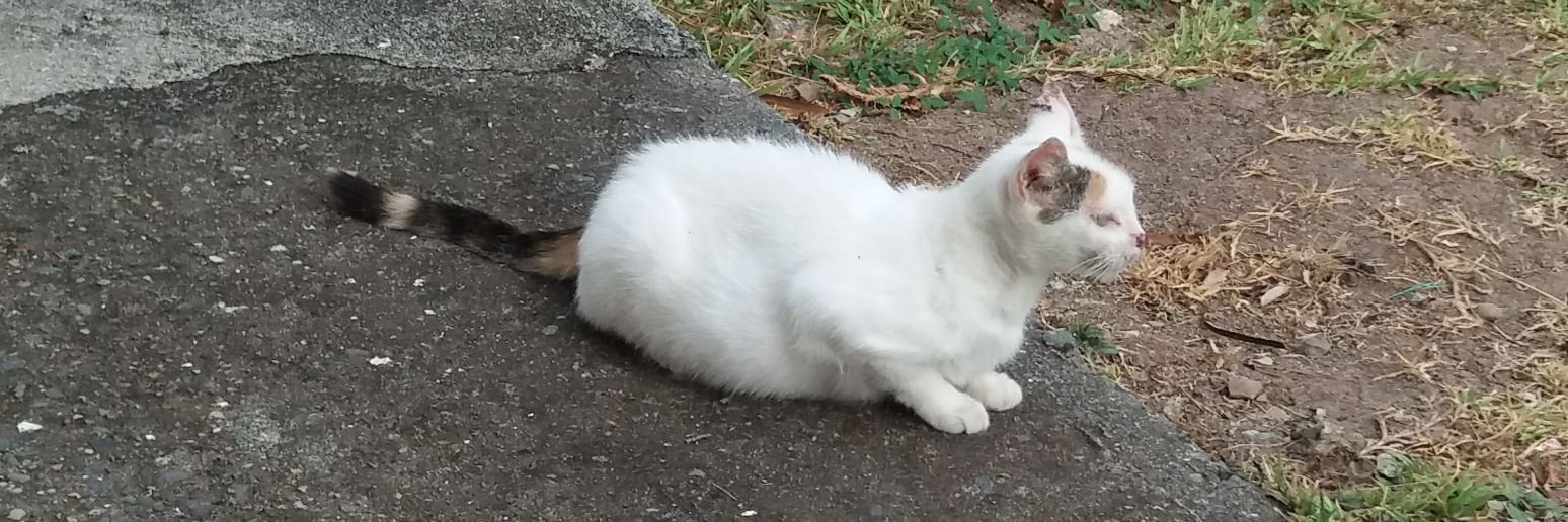 JEROGA🏳️‍🌈🇵🇦 banner