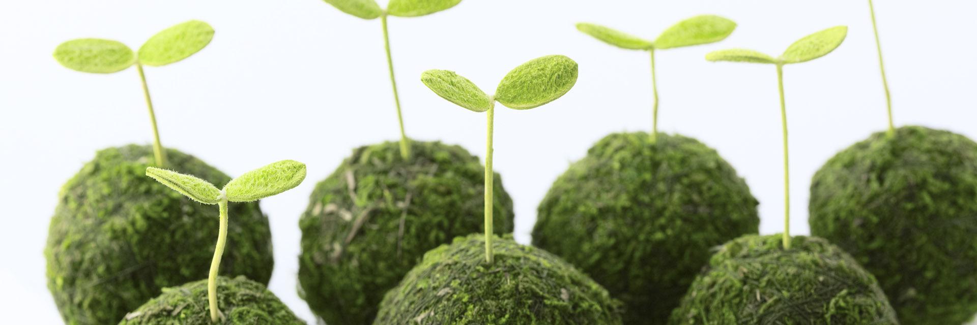 sproutcoaching's profile banner image