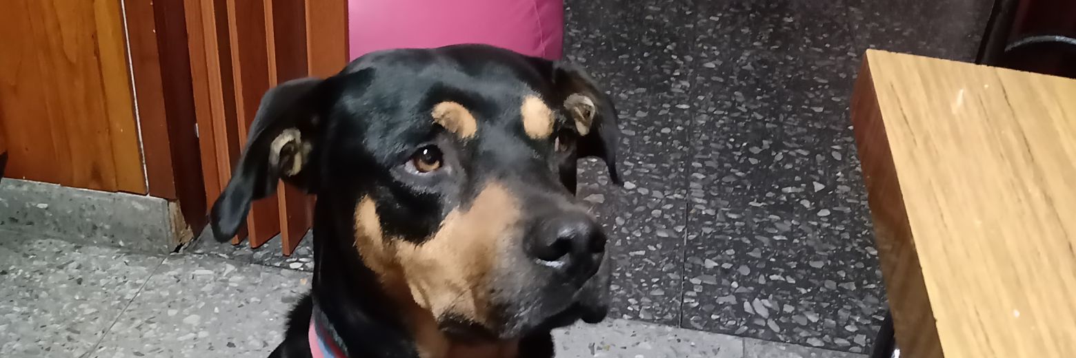stellabanfield1's profile banner image