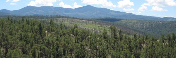 forestguild Profile Banner