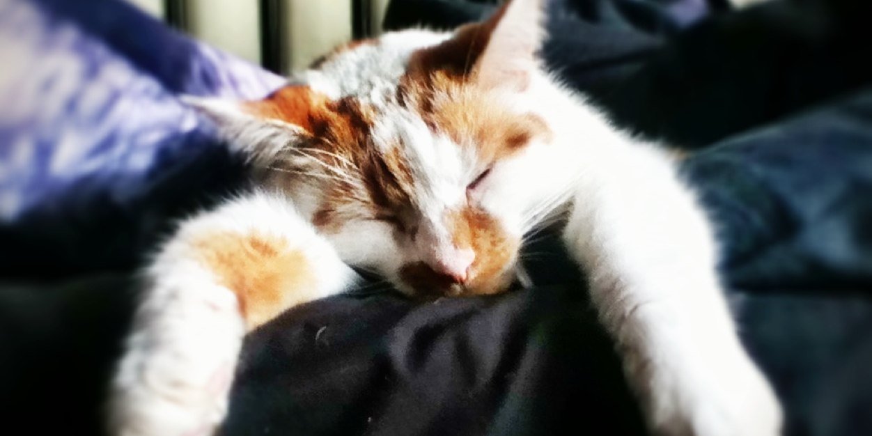 hauntedhattie's profile banner image
