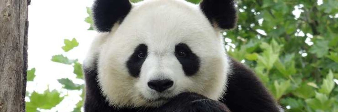 1Pandabianconer's profile banner image