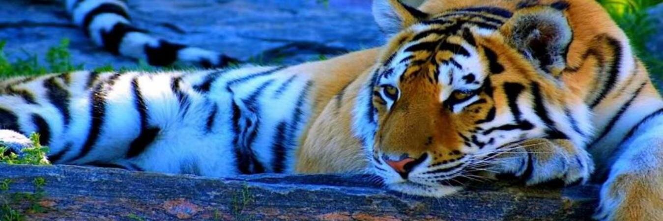 Tigre cotorrito banner