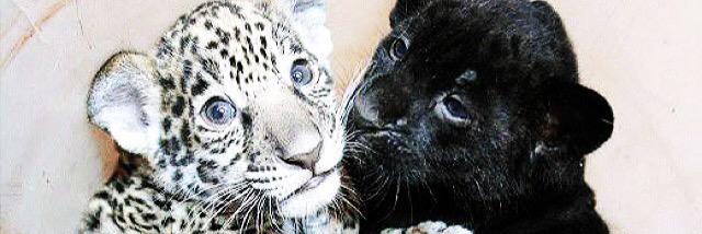 beth hamilton banner