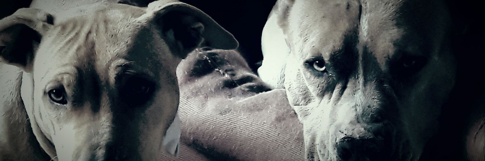 EmilianoPichi's profile banner image