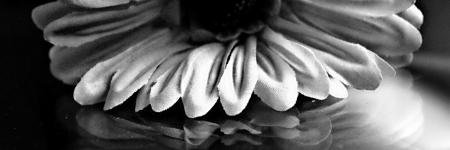 rosy7z's profile banner image