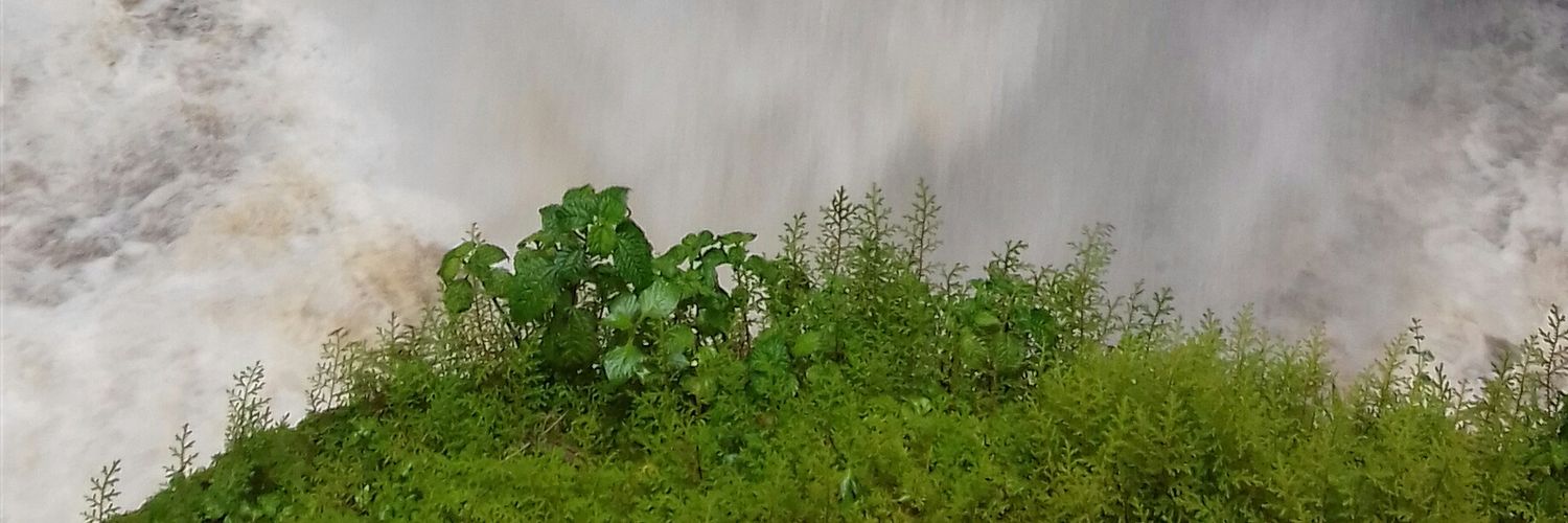 dpsmiling4ever's profile banner image