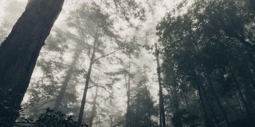 Retweetcetweet's profile banner image